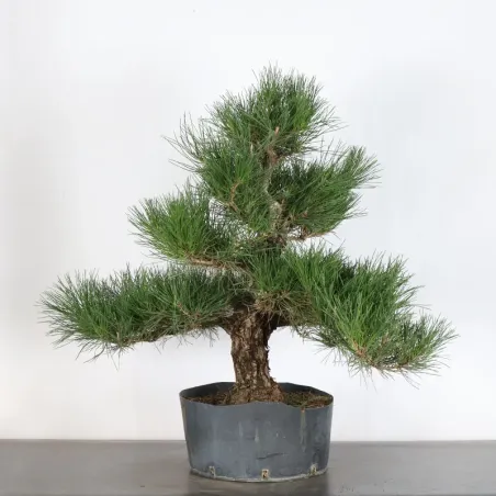 image supplémentaire - JAPANESE BLACK PINE...