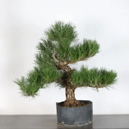 JAPANESE BLACK PINE "THUNBERGII" 2-8