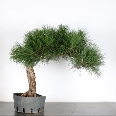 PIN NOIR "PINUS THUNBERGII" 1-11