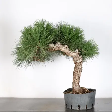 image supplémentaire - PIN NOIR "PINUS THUNBERGII"...