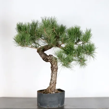 PIN NOIR "PINUS THUNBERGII" 1-12