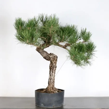 image supplémentaire - PIN NOIR "PINUS THUNBERGII"...