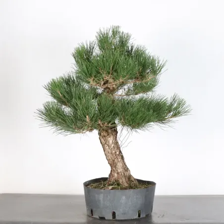 image supplémentaire - PIN NOIR "PINUS THUNBERGII"...