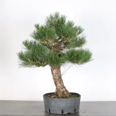PIN NOIR "PINUS THUNBERGII" 1-13