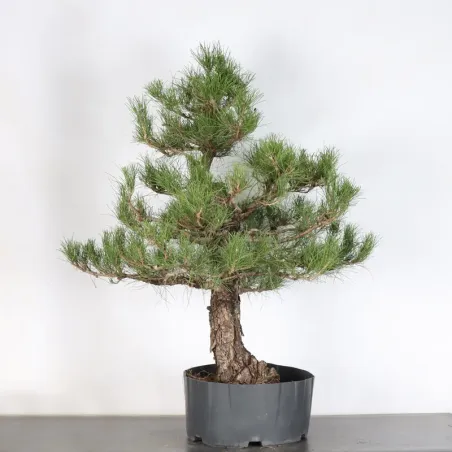 BONSAI PIN SYLVESTRE 1-2