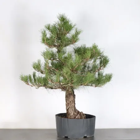 image supplémentaire - BONSAI PIN SYLVESTRE 1-2