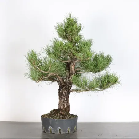 image supplémentaire - PREBONSAI PIN SYLVESTRE 1-8