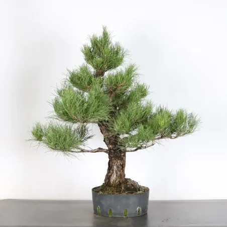 PREBONSAI PIN SYLVESTRE 1-8