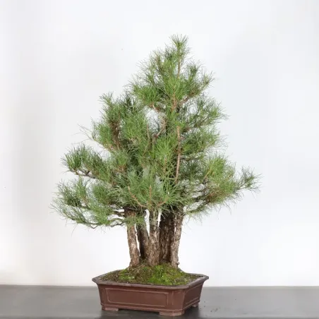 FORÊT PIN SYLVESTRE 1-9