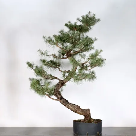 BONSAI PIN SYLVESTRE 1-10