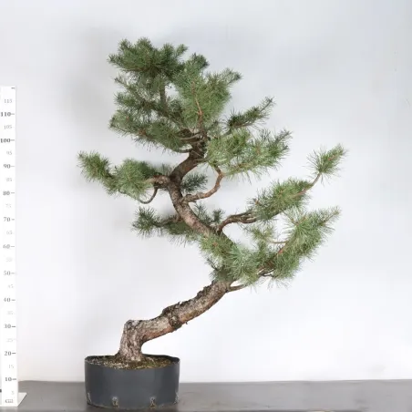 image supplémentaire - BONSAI PIN SYLVESTRE 1-10