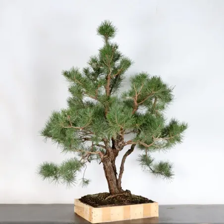 image supplémentaire - PREBONSAI PINUS SYLVESTRIS...