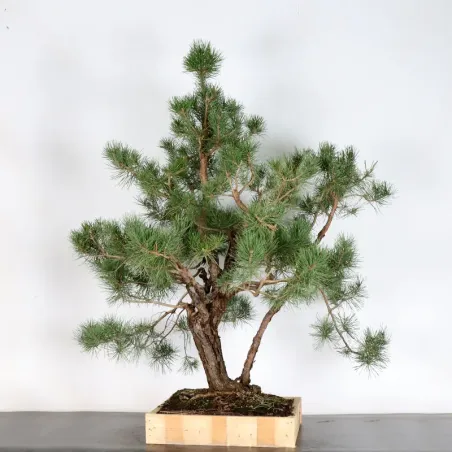 PREBONSAI PINUS SYLVESTRIS 1-11