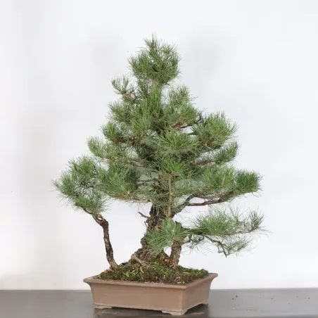 BONSAI PIN SYLVESTRE 1-13