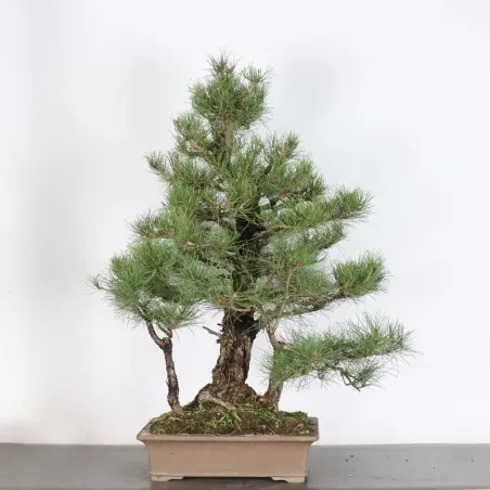 image supplémentaire - BONSAI PIN SYLVESTRE 1-13