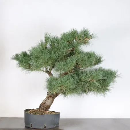 image supplémentaire - ARBRE DE JARDIN NIWAKI "PIN...
