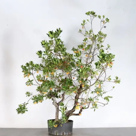 ARBRE DE JARDIN ARBOUSIER "ARBUTUS UNEDO" 1-1