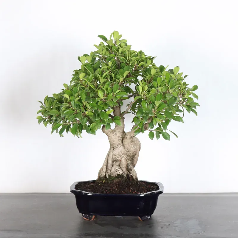 FICUS RÉTUSA 1-1