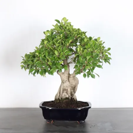 FICUS RÉTUSA 1-1
