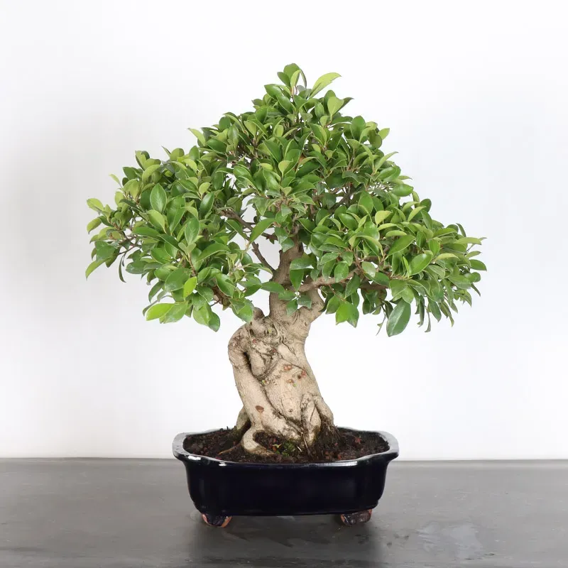 image supplémentaire - FICUS RÉTUSA 1-1