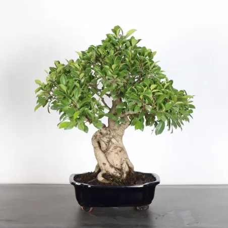 image supplémentaire - FICUS RÉTUSA 1-1