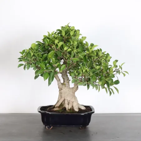 Bonsai Ficus Retusa FIR-1-2 15 ans