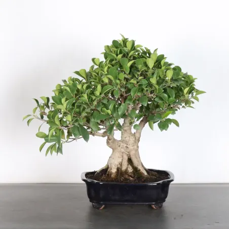 image supplémentaire - FICUS RÉTUSA 1-2