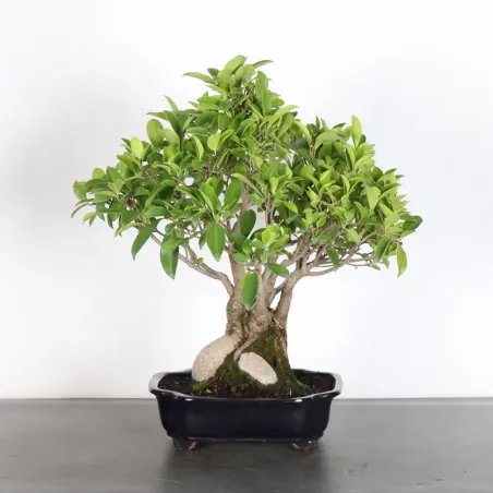 Bonsai Ficus Retusa FIR-1-2 15 ans