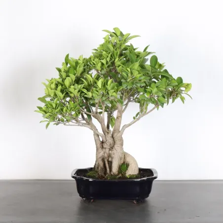 image supplémentaire - FICUS RÉTUSA 1-3