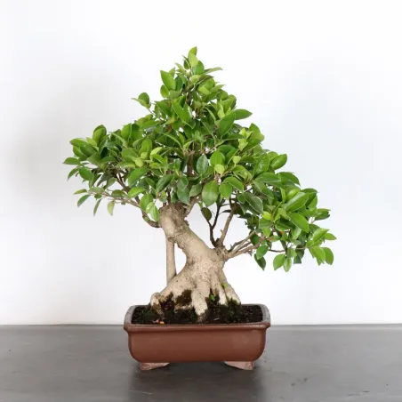 Bonsai Ficus Retusa FIR-1-4 15 ans