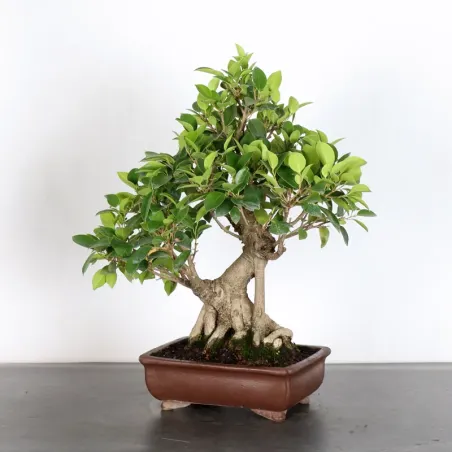 image supplémentaire - FICUS RÉTUSA 1-4