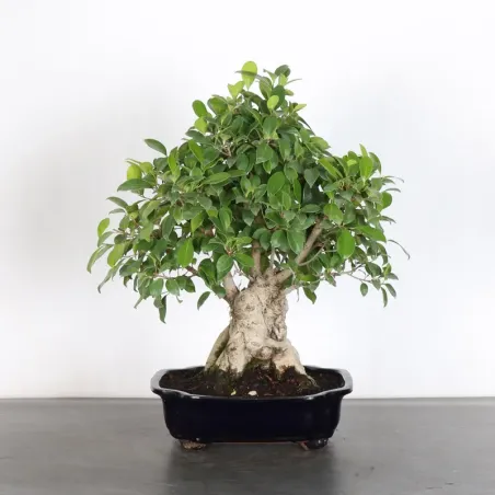 image supplémentaire - FICUS RÉTUSA 1-5