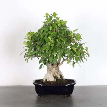 Bonsai Ficus Retusa FIR-1-5, 15 ans