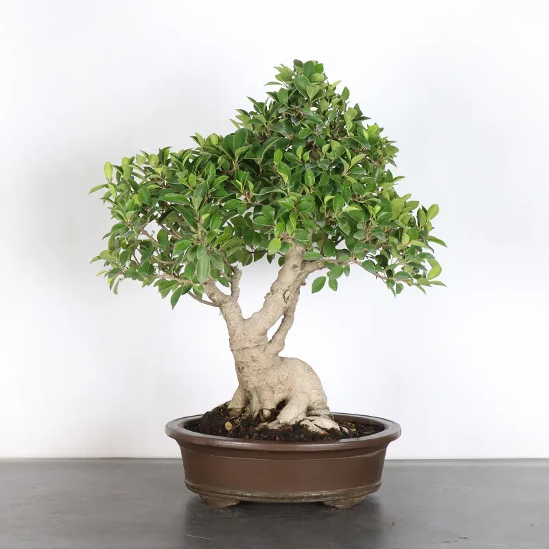 FICUS RÉTUSA 1-6