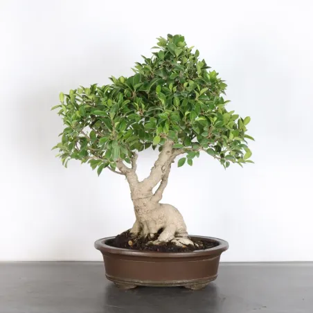 FICUS RÉTUSA 1-6
