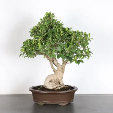 image supplémentaire - FICUS RÉTUSA 1-6