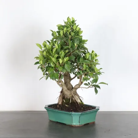 image supplémentaire - FICUS RÉTUSA 1-8