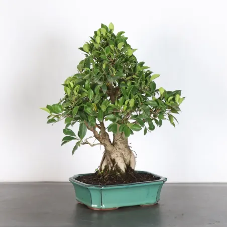 FICUS RÉTUSA 1-8