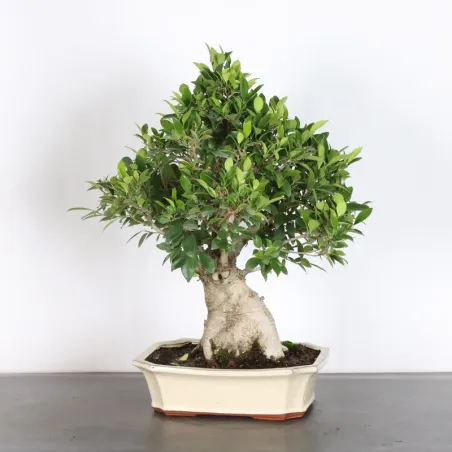 image supplémentaire - FICUS RÉTUSA 1-9