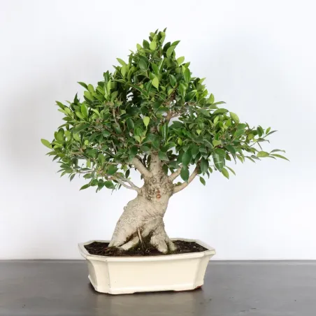 FICUS RÉTUSA 1-9
