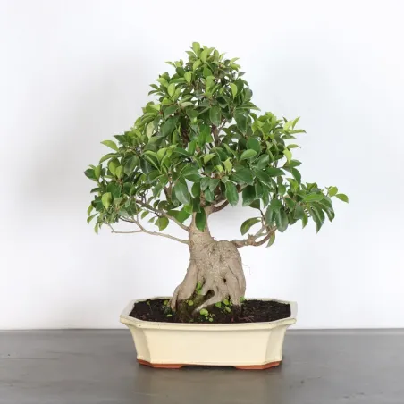 FICUS RÉTUSA FIR-1-10