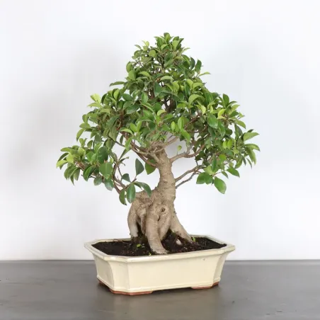 image supplémentaire - FICUS RÉTUSA FIR-1-10