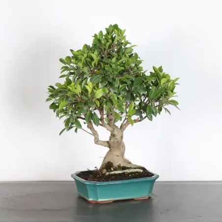 FICUS RÉTUSA FIR-1-11