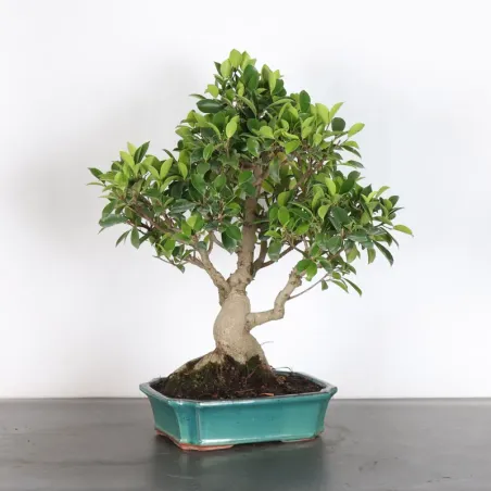 image supplémentaire - FICUS RÉTUSA FIR-1-11