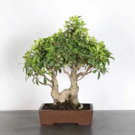 FICUS RÉTUSA 1-12