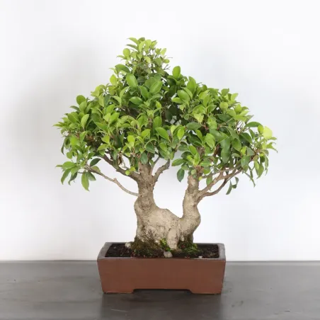 image supplémentaire - FICUS RÉTUSA 1-12