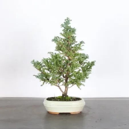 Faux cyprès du Sawara 1-2