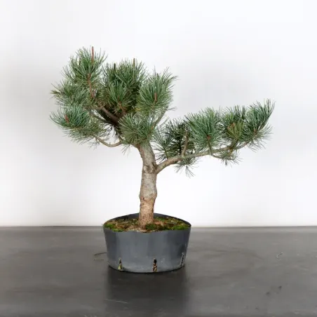 PREBONSAI PIN BLANC DU JAPON "PINUS PENTAPHYLLA" 1-28