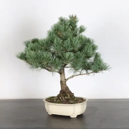 Bonsai Pin Pentaphylla PP-2-1