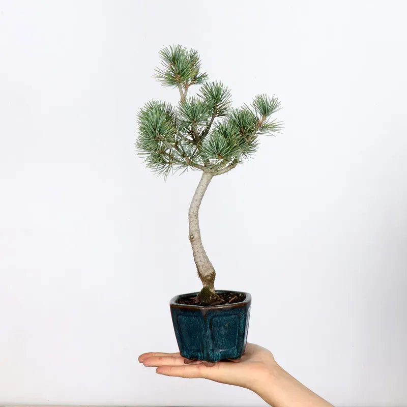 Bonsai Pin Pentaphylla PP-1-3